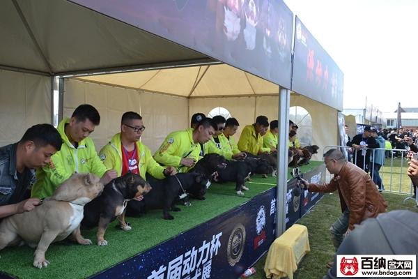 美国恶霸犬什么样的颜色值钱？美国恶霸犬可以长多大