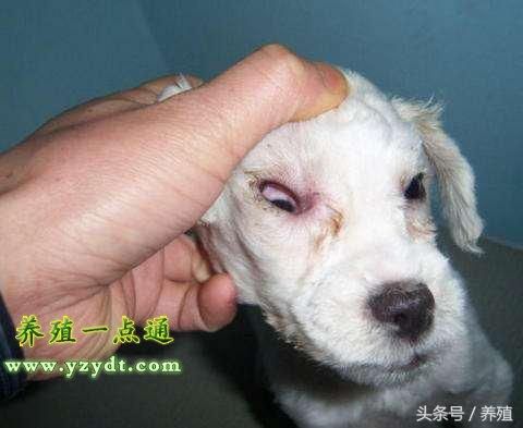 什么是犬瘟潜伏期？犬瘟潜伏期的症状