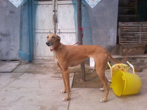 灵缇犬多少钱一条纯种(幼年灵缇犬多少钱一只)