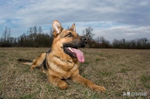 中国牧羊犬多少钱一只_中国牧羊犬多少钱一条